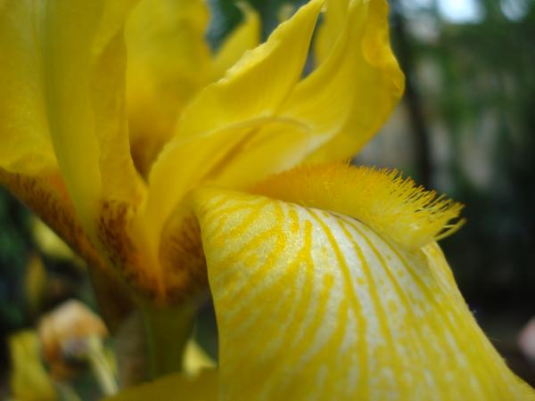 Yellow Iris flower macro