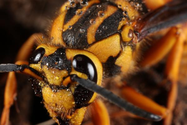 Yellow Jacket