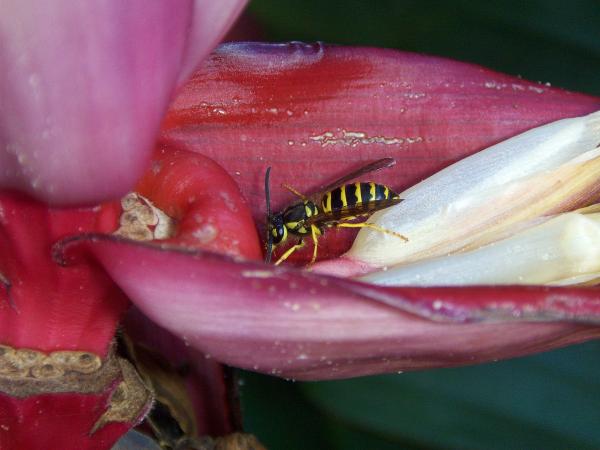Yellow Jacket Wasp