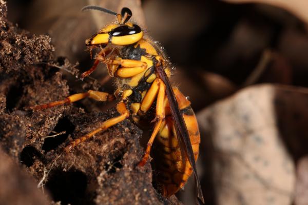 Yellow Jacket