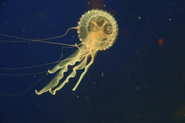 Yellow jelly fish in the sea