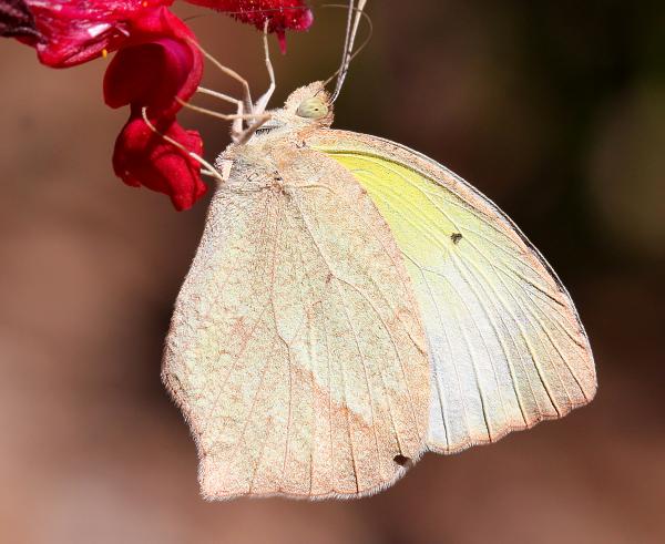 YELLOW, MEXICAN (Eurema mexicana) (10-22-11) 78 circulo montana, patagonia lake ranch estates, scc, az -01
