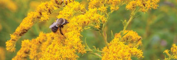 Yellow Mite