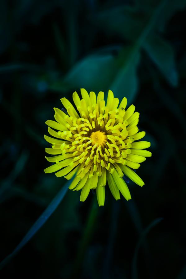 Yellow Petaled Flower