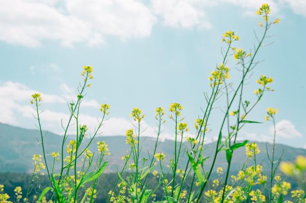 Yellow Rapeseed Field