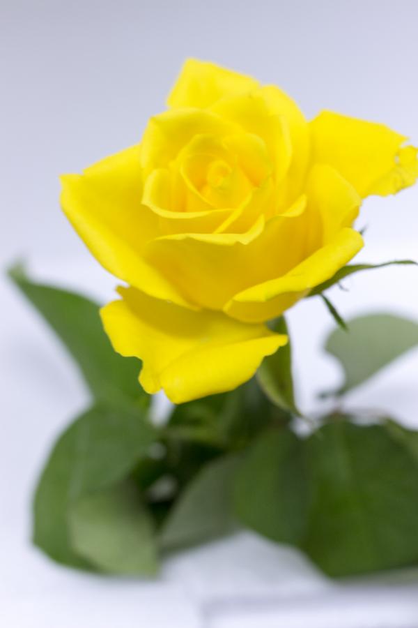 Yellow Rose