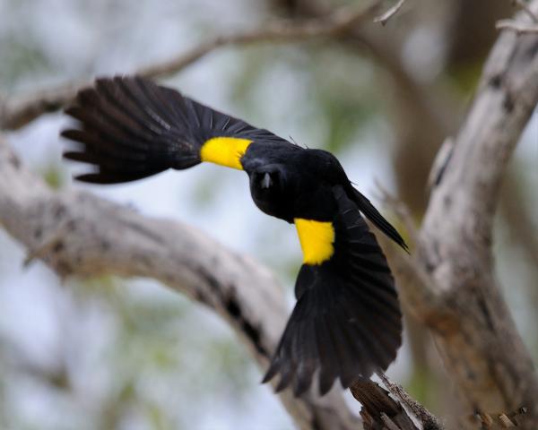 Yellow Shouldered Bird