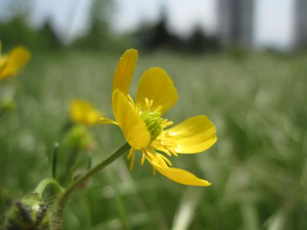 Yellow spring flower