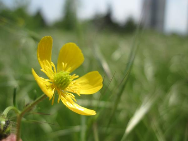 Yellow spring flower