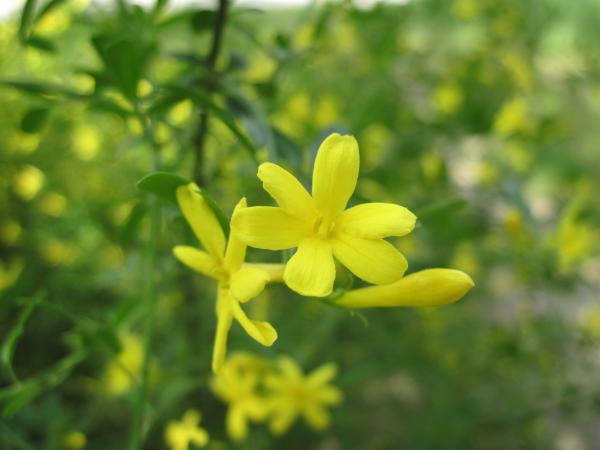 Yellow spring flower