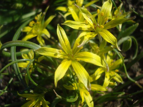 Yellow spring flowers