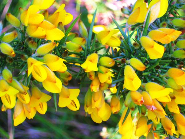 Yellow summer flowers