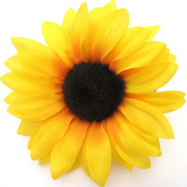 Yellow sunflower