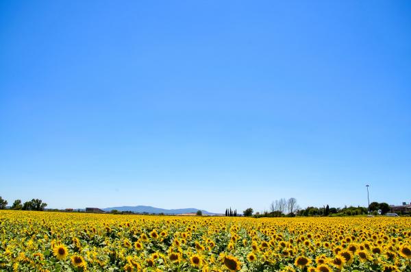 Yellow Sunflower Field