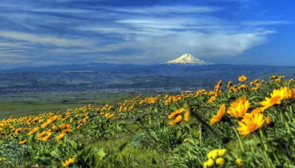 Yellow Sunflower Field