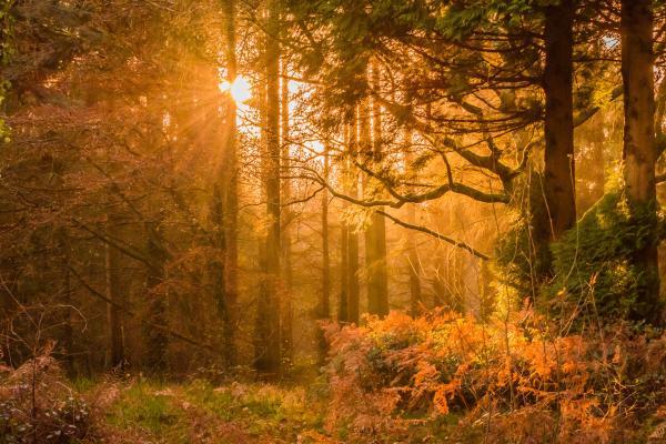 Yellow Sunset Rays Passing Through the Trees