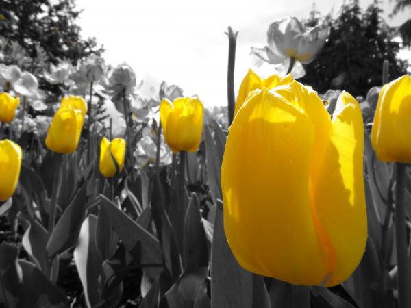 Yellow tulips