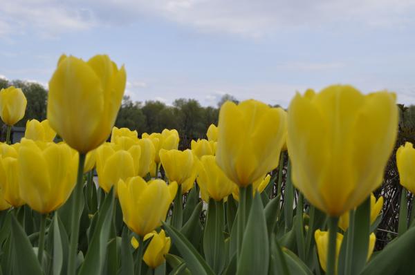Yellow Tulips