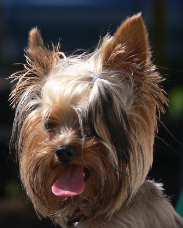 Yorkshire terrier