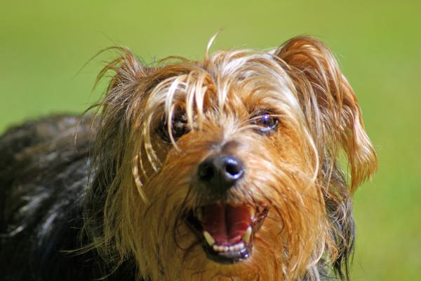 Yorkshire Terrier