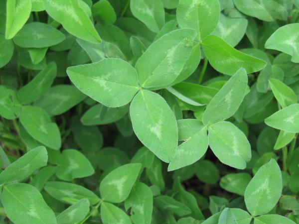 Young clover