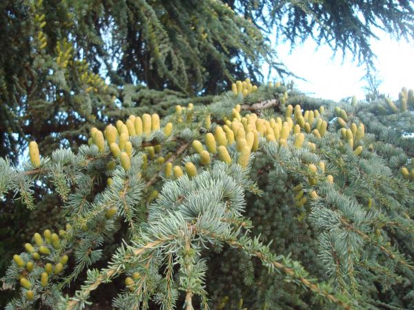 Young fir cones