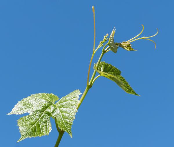 Young grapevine leaves, tendrils and flowers 2