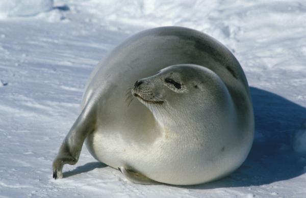 Young Harp Seal