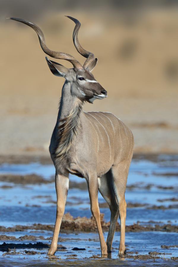 Young Kudu