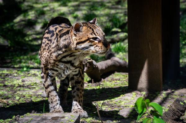 Young tiger walking in the forest