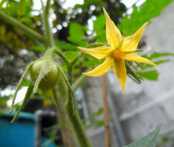 Young tomato