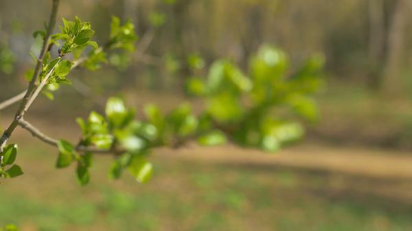 Young tree branch
