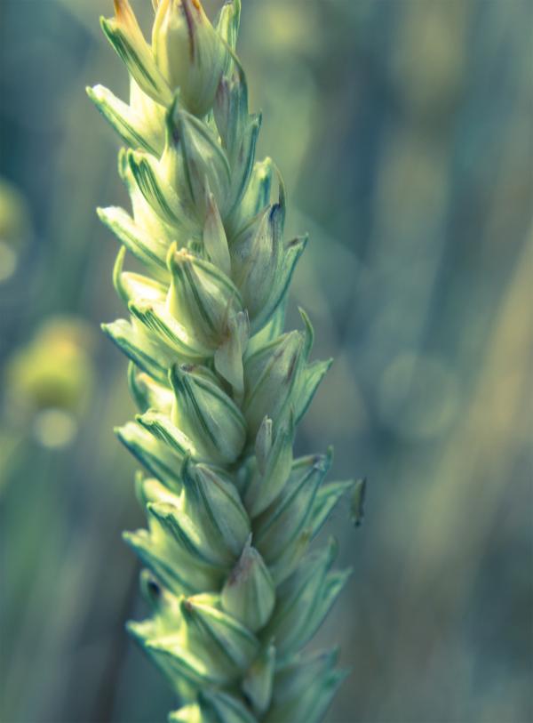 Young wheat