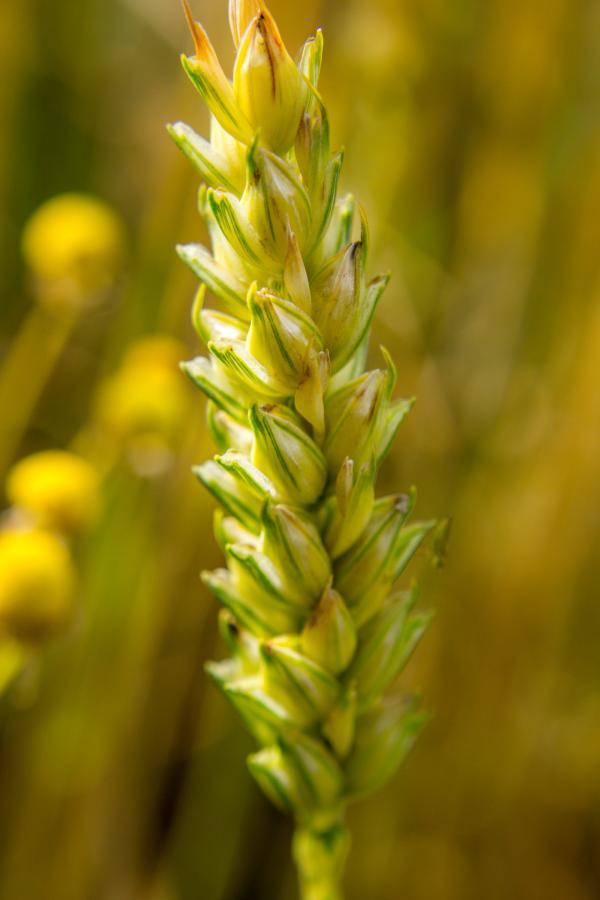 Young Wheat