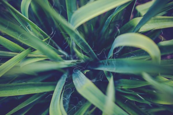 Yucca