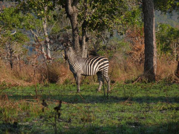 Zebra