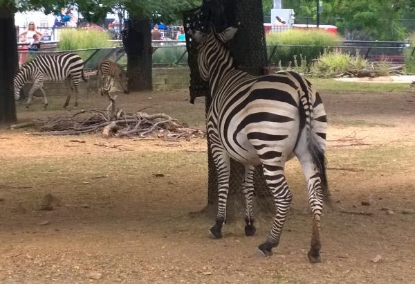 Zebra