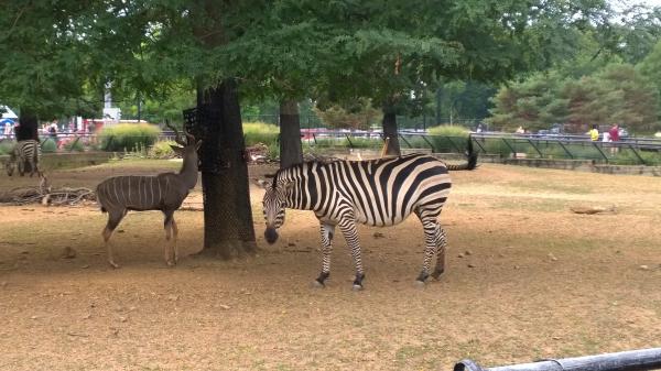 Zebra