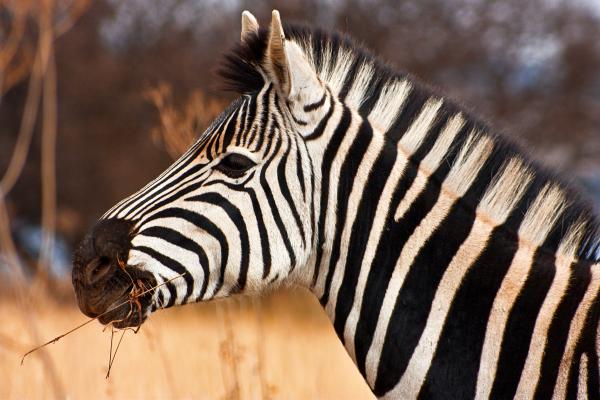 Zebra Close-up