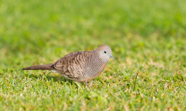Zebra Dove