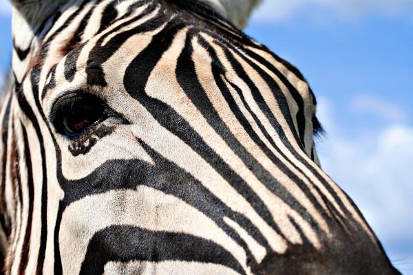 Zebra Profile