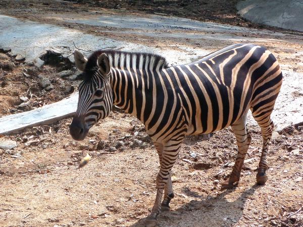 Zebra