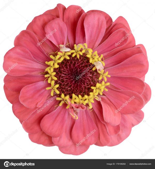Zinnia Stamen