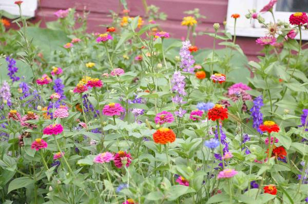 Zinnias and Cosmos