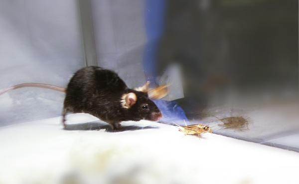 Zombie mouse