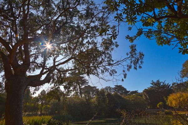Zoo Foliage & Sunlight - HDR