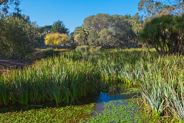 Zoo Marsh Scenery - HDR