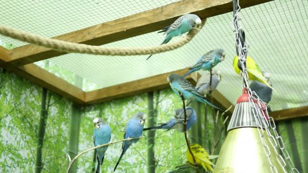 Zoo parrot