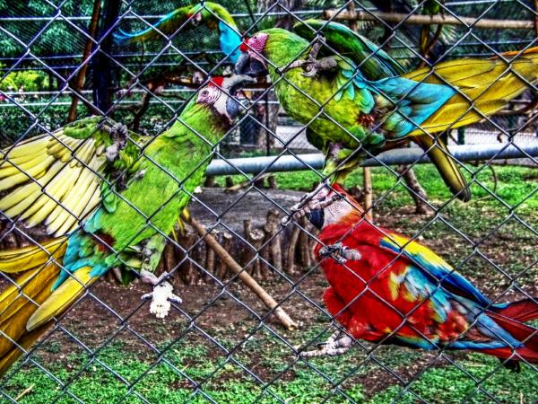 Zoo parrots
