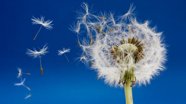 А dandelion flower